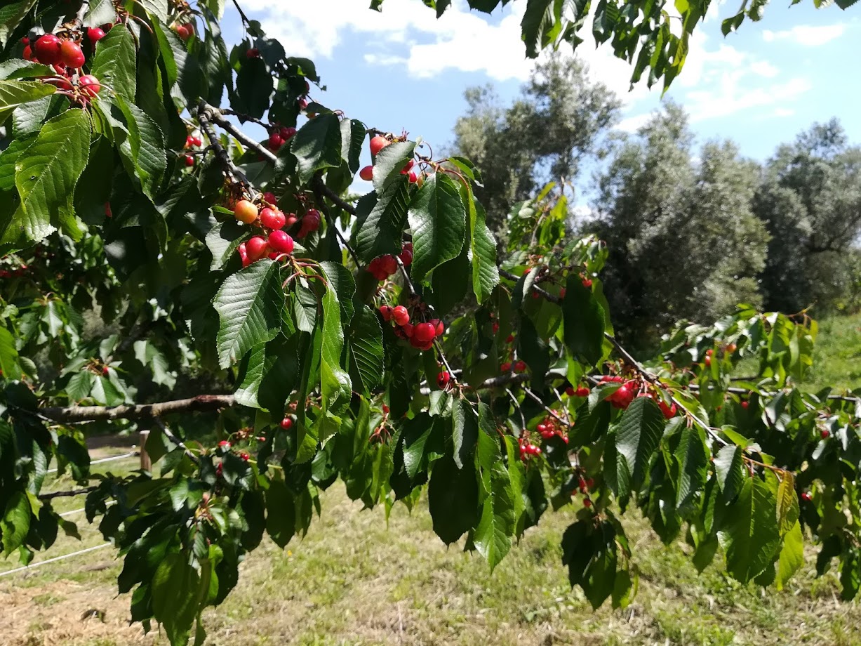 Natura sul lago di Bolsena